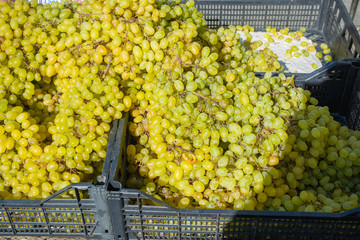 White grapes in the basket