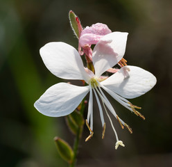 fiore bianco di gaura