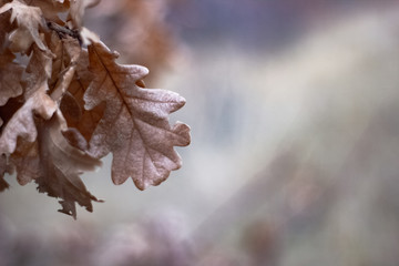 Dry brown autumn oak leaves on a blurred background 