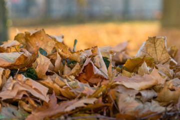 colorful leaves in the park