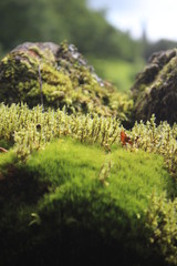wild flowers in the forest
