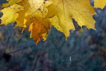droplets on leaves.Fallen autumn leaf closeup with raindrops on Maple leaves.