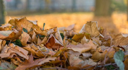 colorful leaves in the park - shallow depth of field