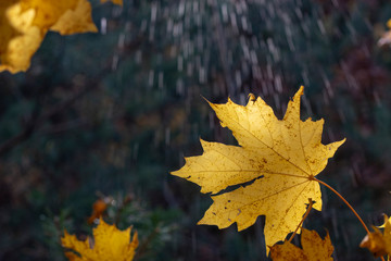 droplets on leaves.Fallen autumn leaf closeup with raindrops on Maple leaves.