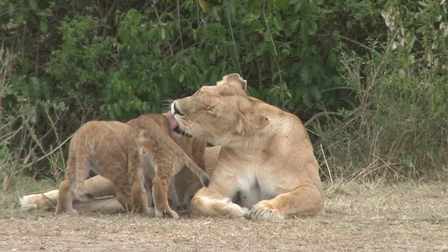 mother lion feeding her cubs and grooming them.
