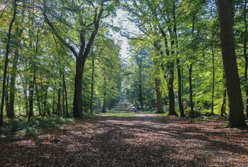 Autumn forest landscape