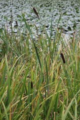 grass and water