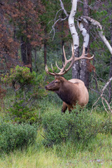 Naklejka na ściany i meble A large bull elk in the forest