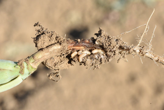 Asticot de mouche du chou sur colza