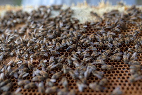 Imker beim kontrollieren der Bienen im Herbst