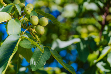 branch is covered with the fruits of unripe walnuts on the background of blue sky in the autumn