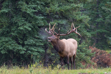 A majestic bull elk bugling letting others know his area