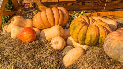 Orange and yellow, large and small, round and oval pumpkins are on the straw