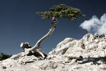 Monolithos, alter Baum auf Felsen