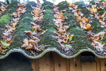 Laub auf Dach