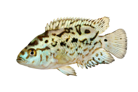 Electric blue jack dempsey cichlid Nandopsis Octofasciatum aquarium fish 