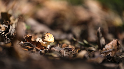 Champignon des sous-bois