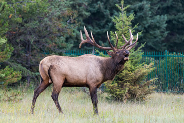 Obraz na płótnie Canvas A large majestic bull elk 