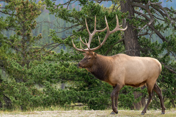 Fototapeta na wymiar A large majestic bull elk 