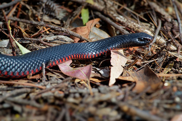 Red-bellied Black Snake - Pseudechis porphyriacus species of elapid snake native to eastern Australia