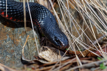 Red-bellied Black Snake - Pseudechis porphyriacus species of elapid snake native to eastern Australia
