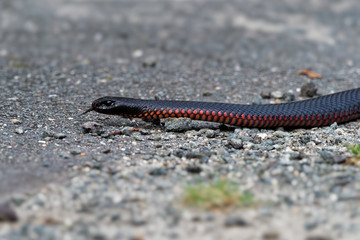 Red-bellied Black Snake - Pseudechis porphyriacus species of elapid snake native to eastern Australia