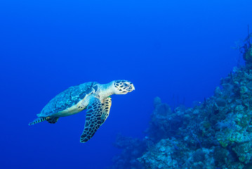 A hawksbill turtle hanging out in the warm tropical blue water of the Caribbean sea. This creature was photographed above a reef in Grand Cayman