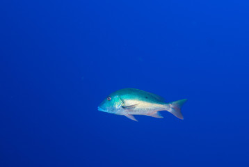 A mutton snapper cruising through the deep blue sea. The photo was taken on Grand Cayman in the Caribbean