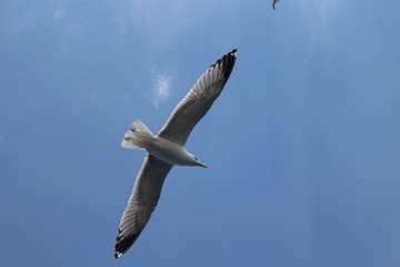 seagull