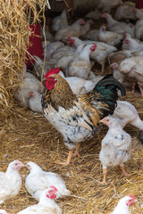 Cock in stall