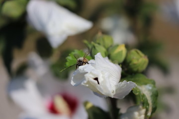 bee on a flower