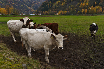 cows in the moutian