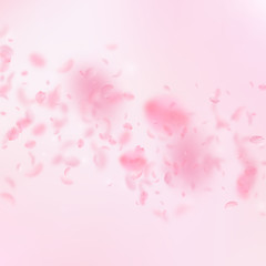 Sakura petals falling down. Romantic pink flowers 