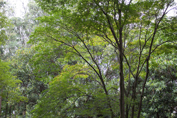 floresta