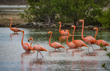 Flamingos at Jan Kok Salt pans on the Caribbean island of Curacao