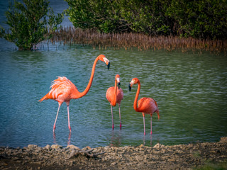 Flamingos at Jan Kok Salt pans on the Caribbean island of Curacao