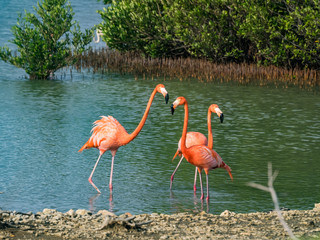 Flamingos at Jan Kok Salt pans on the Caribbean island of Curacao