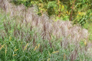 Autumn riverside scene / Japanese pampas grass