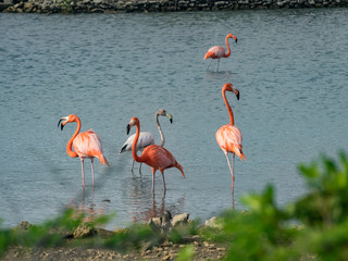 Flamingos at Jan Kok Salt pans on the Caribbean island of Curacao