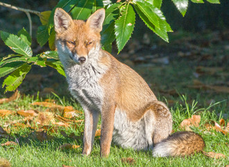 red fox in the park