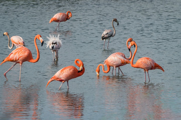 Obraz premium Flamingos at Jan Kok Salt pans on the Caribbean island of Curacao