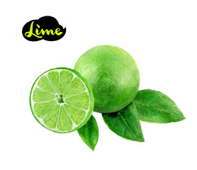 lime watercolor hand draw illustration