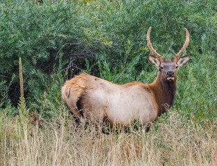 Naklejka na ściany i meble Wild Elk at the side of the roan in Estes Park Colorado