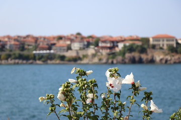 Old city and flowers on the beach