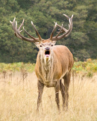 red deer stag calling