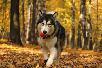 Obraz premium Dog breed Alaskan Malamute similar to the wolf in the autumn forest on the background of orange-yellow foliage