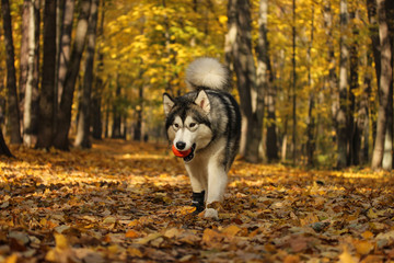 Obraz premium Dog breed Alaskan Malamute similar to the wolf in the autumn forest on the background of orange-yellow foliage