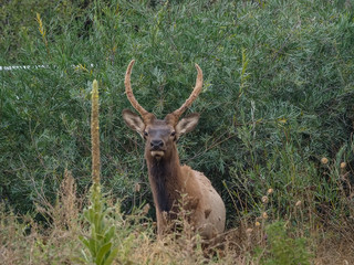 Wild Elk at the side of the roan in Estes Park Colorado