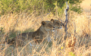 Two alert lionesses laying in the dry grass looking directly ahead as if getting ready to pounce on unsuspecting prey, Hwange National Park, Zimbabwe