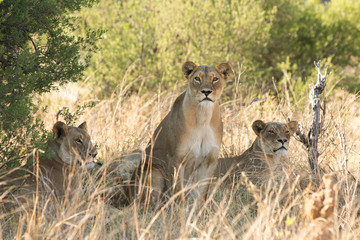 Three Lionesses resting in a patch of grassland, while the one in the middle looks directly into camera, Hwange Natioanl Park, Zimbabwe